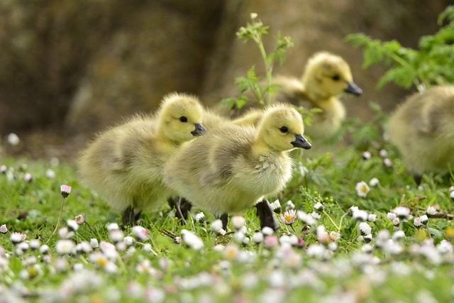 Cheap Bird Seed UK: Tips for Bulk Buying Savvy