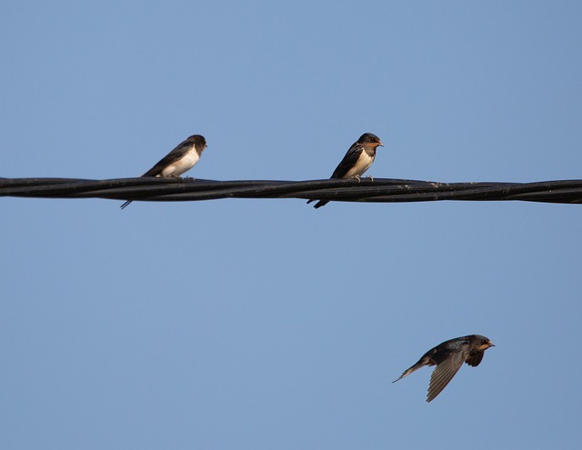 Winter Bird Feasting: UK Guide to Best Feed for Garden Visitors