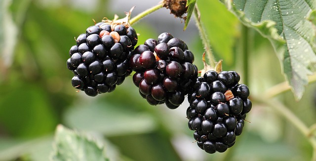 Feeding Birds in Autumn: UK Garden Ideas & Diet Guide