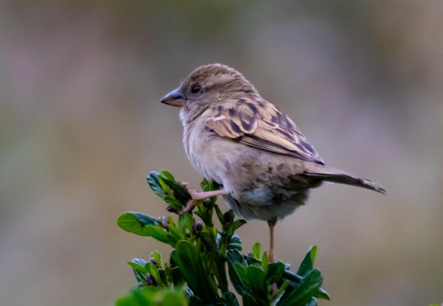 Winter Bird Food: UK Guide to Nutritious Options