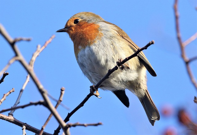 Feeding Robins in the UK: Choosing the Best Natural Foods