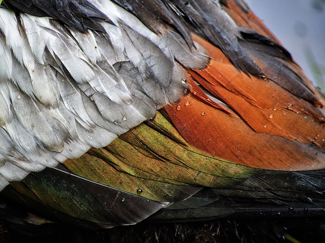Feeding Britain’s Birds: The Ultimate Guide to Wild Bird Seed