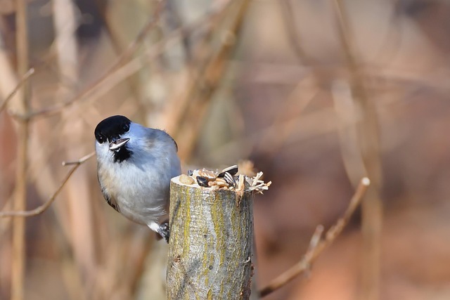 Feeding Your Feathered Friends: Wild Bird Food Delivery in the UK