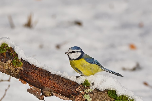 Feeding UK’s Wild Birds: A Comprehensive Guide to Their Diet