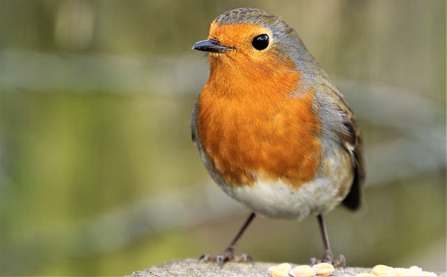 Comparing UK Bird Seed Mixes: Nutritional Keys to Optimal Health