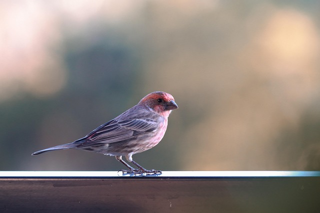 Choosing Top Finch Seed for UK Avian Delights