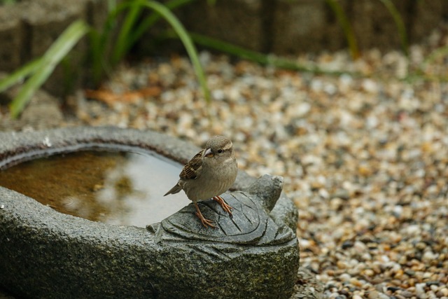 Feed Garden Birds Effectively: Expert Tips for a Healthy Flock