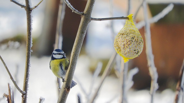 Feed Small Birds, Not Pigeons: UK Proofing Guide