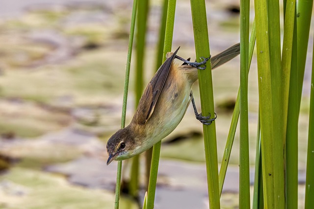 Summer Birds: Feed, Flourish & Thrive Together