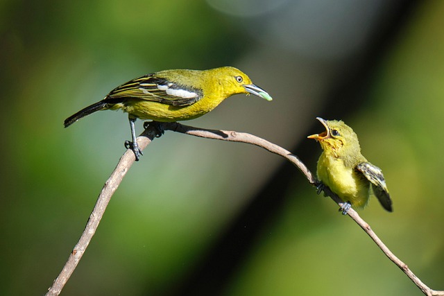 Feeding Fledglings: UK Tips for Optimal Nutrition