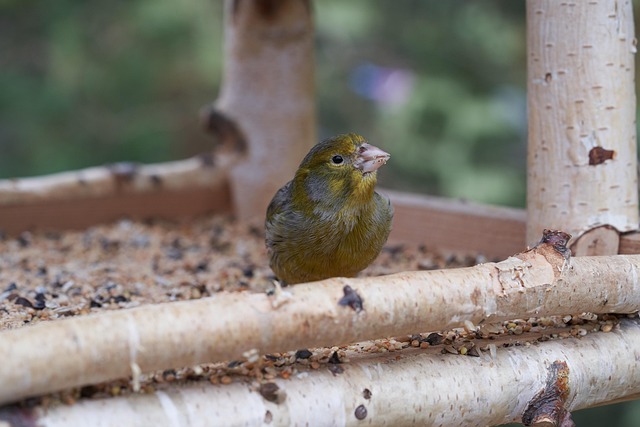 Unleash Feeding Joy: Ground Feeder Types for Birds