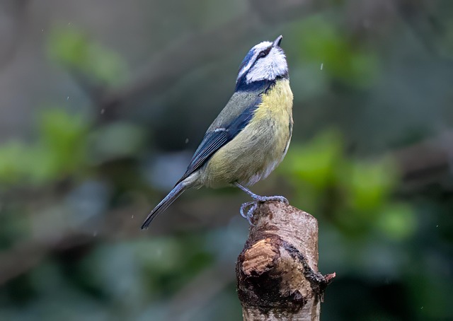 Feed UK Fledglings: Natural Choices for Safe Nutrition