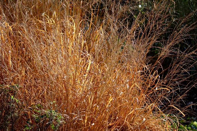 Seasonal Bird Seed Mixes: Attracting Wild Birds All Year