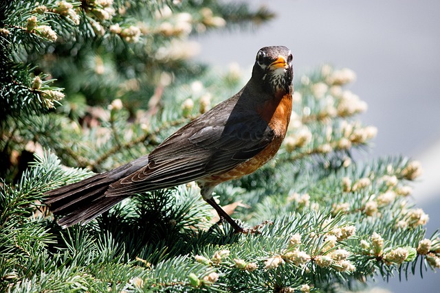 Feeding Robins: Unlocking Diet Secrets & Responsible Practices