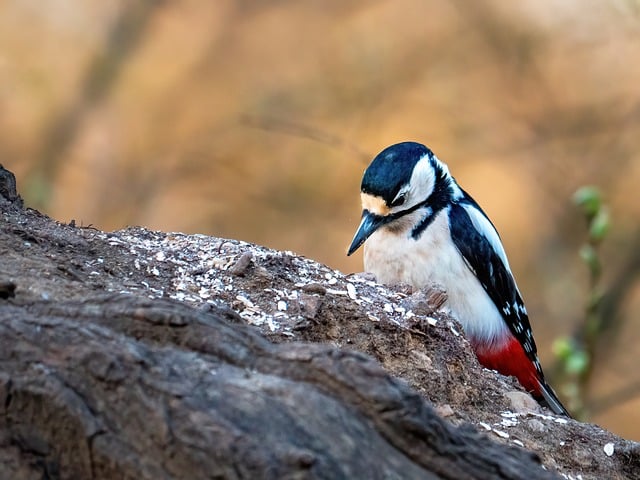 Best Price Bird Food: Convenient Subscriptions Unlocked