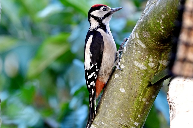 Unveiling Iconic Birds of Great Britain’s Rich Avian Heritage
