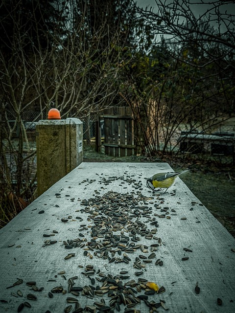 Unleash Bird Bliss: Buy Sunflower Hearts for Diverse Nutrition