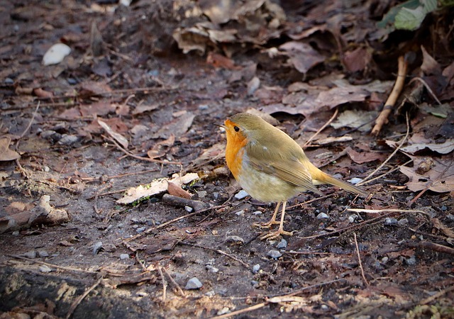 Top Tips for Buying High-Quality Bird Peanuts UK