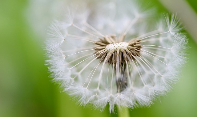 Unleash Diverse Bird Populations: Top UK Wild Bird Seed Mixes