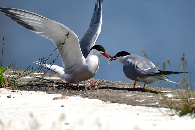 Nourish Summer Birds: Diet, Feeders, Garden Tips
