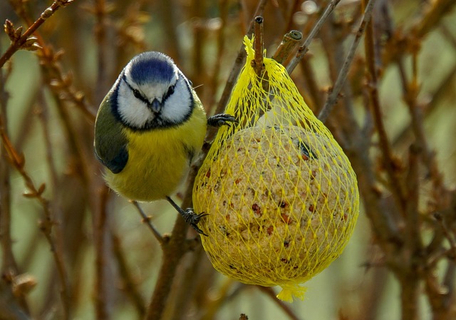 Attract Garden Birds: Fruits, Seeds, and Menu Secrets Revealed