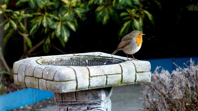 How to Use a Ground Bird Feeder UK: Ultimate Guide