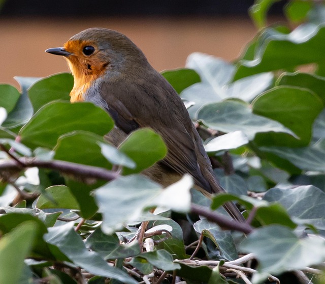 Mealworm Feeder Guide: UK Picks for Small Birds