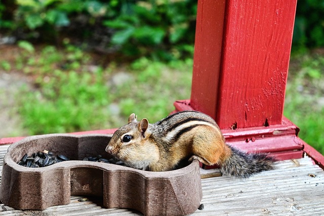 peanuts