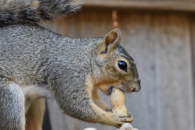 Transform Your Leeds Garden: Easy Setup, Free Peanuts with Guardian Feeder