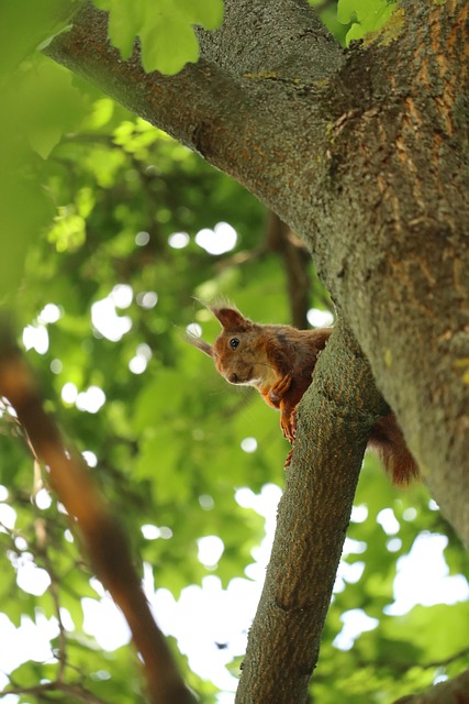 squirrel
