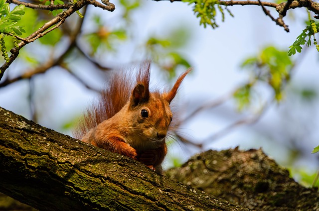 squirrel