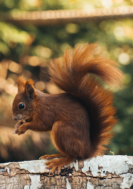 squirrel