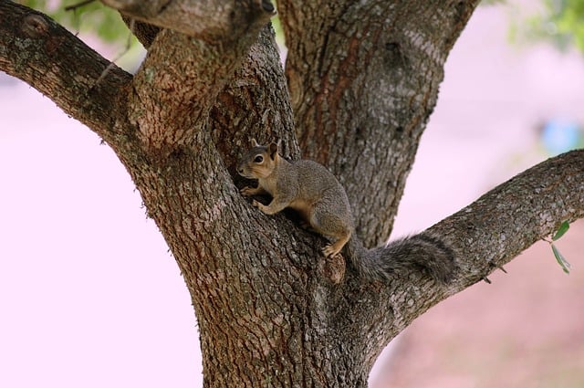 squirrel