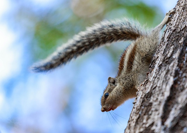squirrel