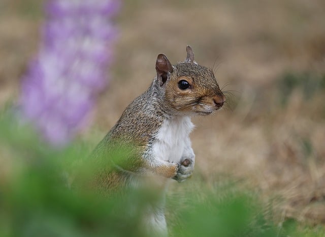 squirrel