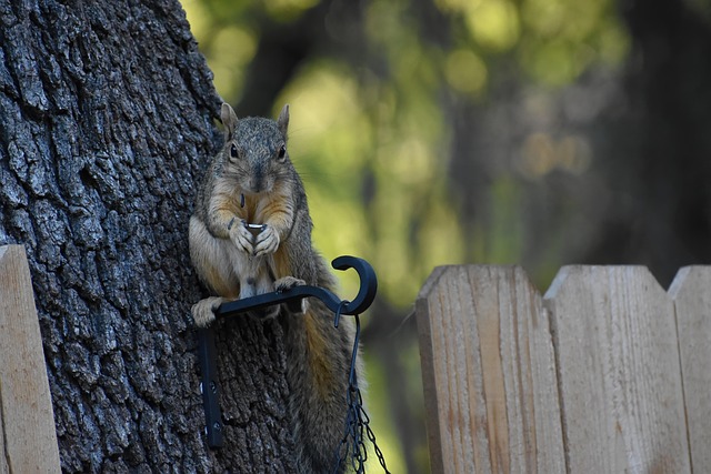 squirrel