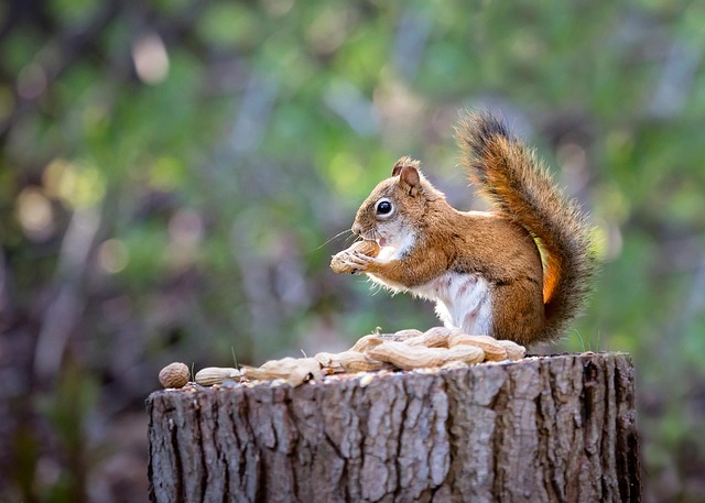 squirrel