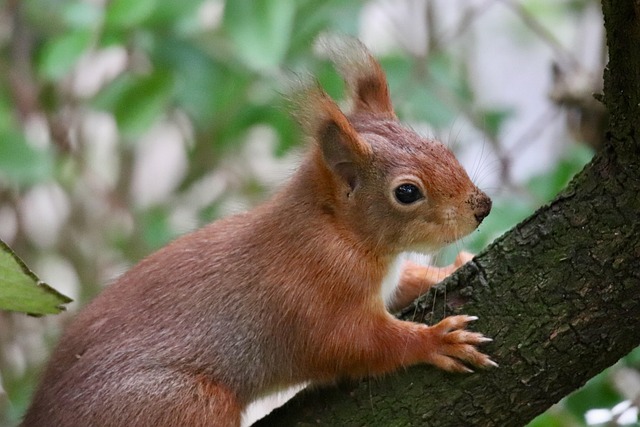 squirrel