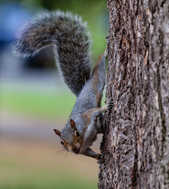 Squirrel attempting to access guarded feeder