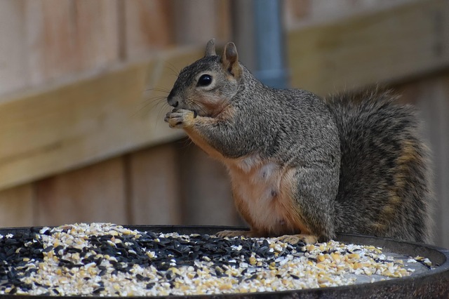 squirrel-attempting-to-access-guarded-fe-640x480-64724162.jpeg