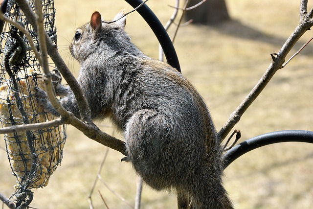 Squirrel attempting to access guarded feeder