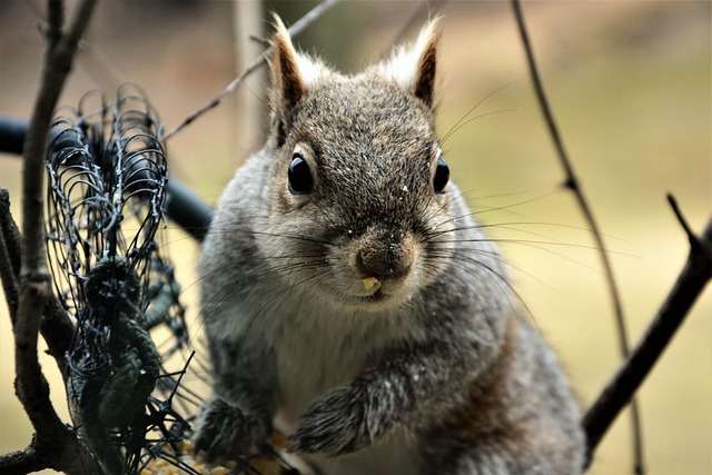 Squirrel attempting to access guarded feeder