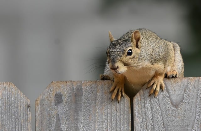Keep Birds Safe & Warm: Best Squirrel-Proof Bird Feeders Birmingham