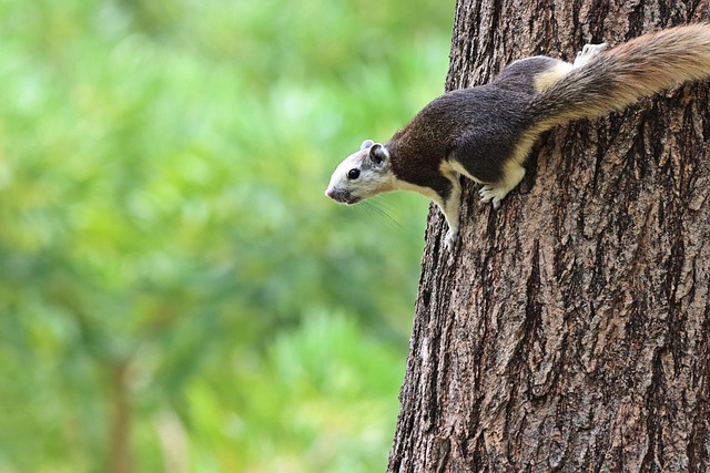 squirrel-climbing-near-protected-bird-fe-640x480-48963765.jpeg