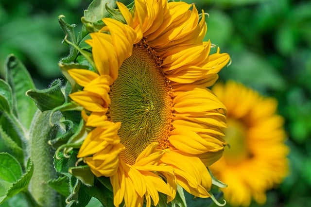sunflower