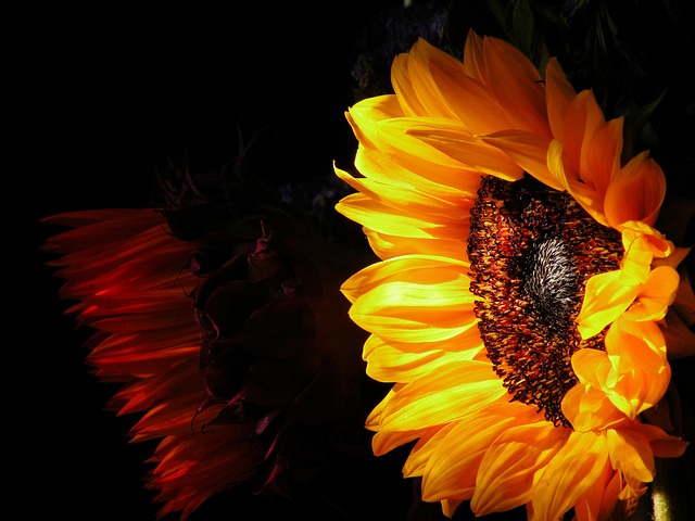 sunflower