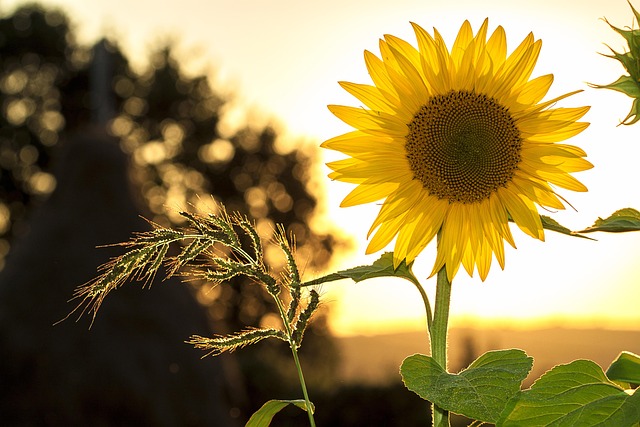 sunflower-640x480-27840952.jpeg
