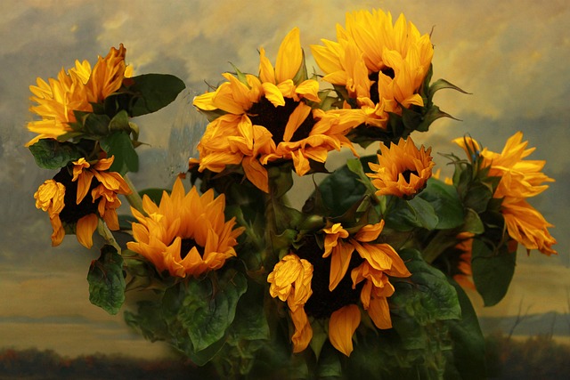 sunflower