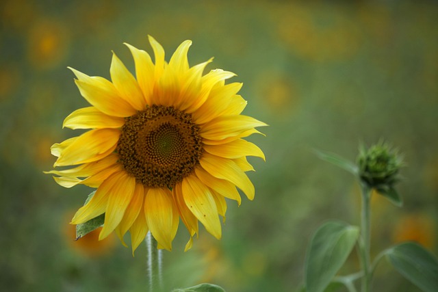 sunflower