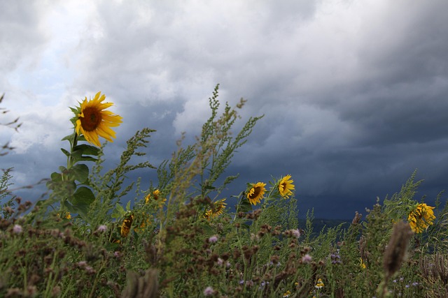 sunflower-640x480-57184393.jpeg